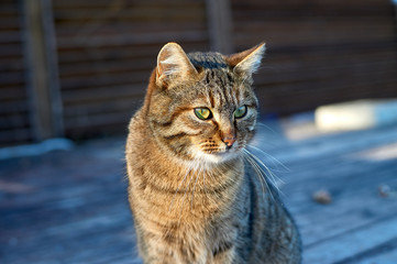 Stray cat portrait Close up