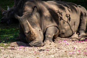 Fototapeta premium Indian rhino