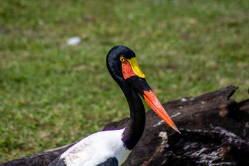 Colorful stork