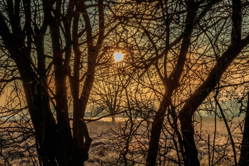 Naklejka premium sunset in forest