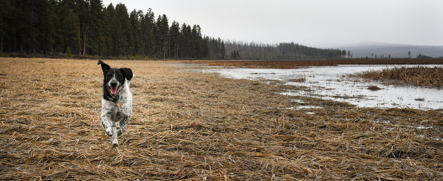 German Shorthaired Pointer Running Free in Winter Meadow, Pacific Northwest
