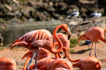 Caribbean flamingo