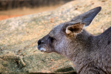 Fototapeta premium Kangaroo