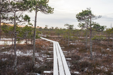 Snowy wooden path in a swamp