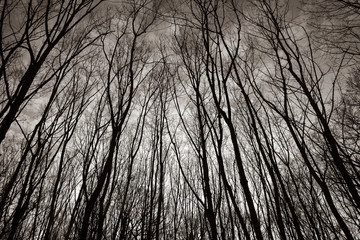 Bare treetops in winter, trees in winter, bare trees, blue sky with clouds, black and white photo