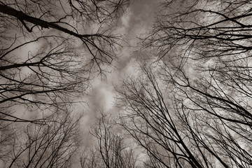 Bare treetops in winter, trees in winter, bare trees, blue sky with clouds, black and white photo