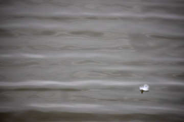 White Feather Floating on the Chesapeake Bay in Winter