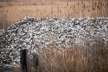 pile of oyster shells along the chesapeake bay in calvert county southern maryland usa