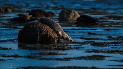 Common seal (harbour seal) with soft golden evening sunlight in its fur slipping off a rock and back into the ocean