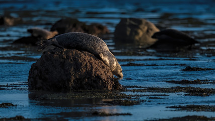 Naklejka premium Common seal (harbour seal) with golden evening light on its fur thinking about slipping off a rock and back into the ocean