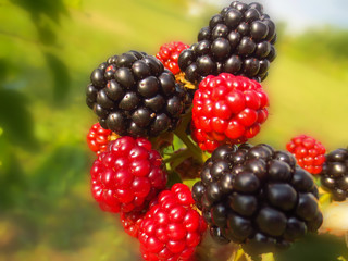 blackberries on a bush
