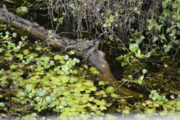birds and flowers in Florida
