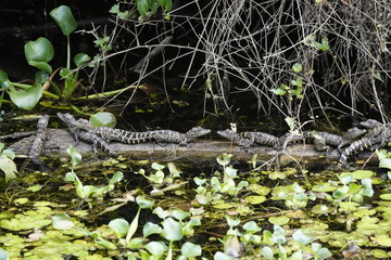 birds and flowers in Florida