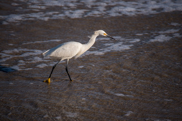 Snowy Egret Fishing on the Beach