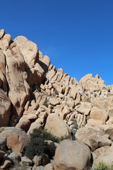 These Southern Mojave Desert native plants compete even on the limited viable space offered by rock formations of Indian Cove in Joshua Tree National Park.