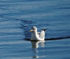 birds and flowers in Florida