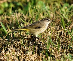 birds and flowers in Florida