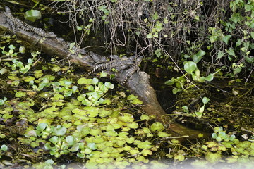 birds and flowers in Florida