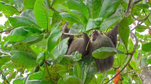 Costa Rica. Hoffmannn's two-toed sloth (Choloepus hoffmanni) eating leaves in Tortuguero National Park.