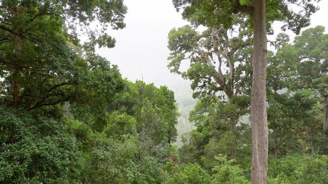 Costa Rica. Tropical montane cloud forest in the Los Quetzales National Park (Spanish: Parque Nacional Los Quetzales).