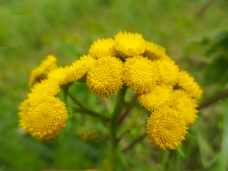 yellow flower in green grass