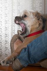 Naklejka na ściany i meble dog yawns