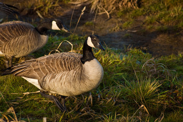 Canadian Geese