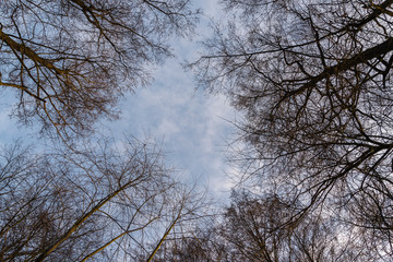 Fototapeta na wymiar Tree tops photographed from the ground in winter, tree tops in winter, bare trees, photographed from below, blue sky with small clouds