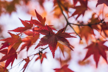 red maple leaves on background of blue sky