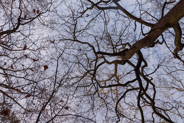 Tree tops photographed from the ground in winter, tree tops in winter, bare trees, photographed from below, blue sky with small clouds