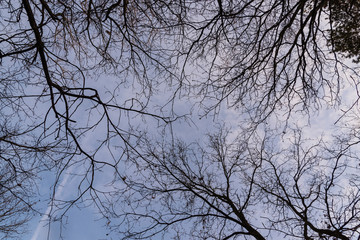 Tree tops photographed from the ground in winter, tree tops in winter, bare trees, photographed from below, blue sky with small clouds