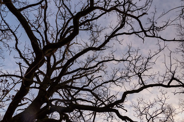 Tree tops photographed from the ground in winter, tree tops in winter, bare trees, photographed from below, blue sky with small clouds