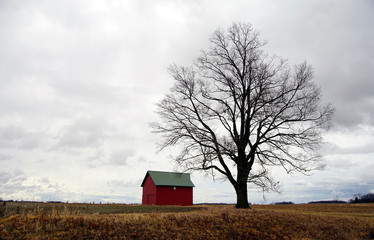  A small red barn sits next to Tall tree in a grassy field on an unusually warm winter day on an Indiana Farm