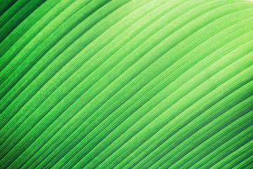 Palm tree leaf texture. Green natural leaf pattern background. Holiday in Thailand exotic texture for graphic design.