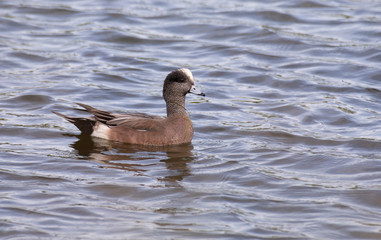 American Wigeon (Mareca americana) Male