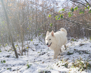 dog in winter forest