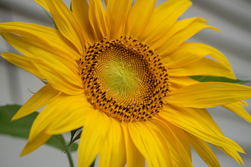 Fototapeta premium Sunflower