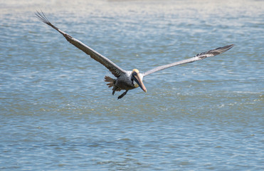 Fototapeta na wymiar Brown Pelican (Pelecanus occidentalis)