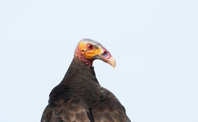 Lesser Yellow-headed Vulture (Cathartes burrovianus)