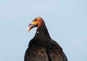 Lesser Yellow-headed Vulture (Cathartes burrovianus)