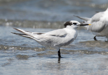 Fototapeta premium Sandwich Tern (Thalasseus sandvicensis)
