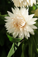 close-up of white flower head of a chrysanthemum