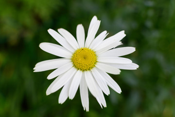 Close up view of a single Daisy flower with a lush green background