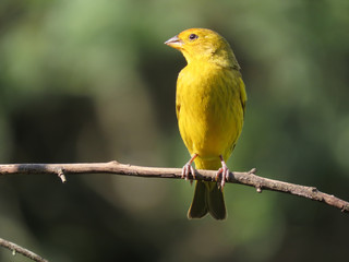 Obraz premium Bird over tree branches. Bird free in nature
