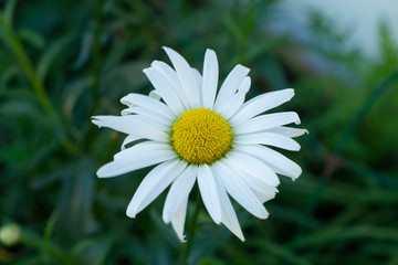 Fototapeta premium Close up view of a single daisy flower with a lush green background