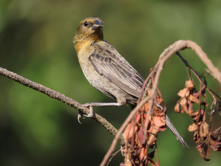 Bird over tree branches. Bird free in nature