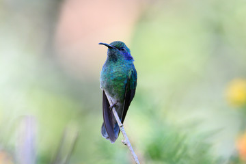 lose up view of the beautiful  Lesser Violetear (Colibri cyanotus) hummingbird on a branch