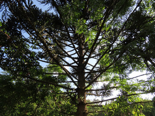 Tree illuminated by the afternoon sun