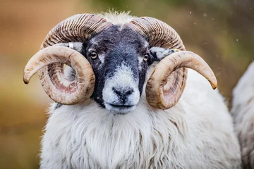 Gardinen Schafe Scottish sheep in field  © Marcin