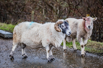 Obraz premium Scottish sheeps in field